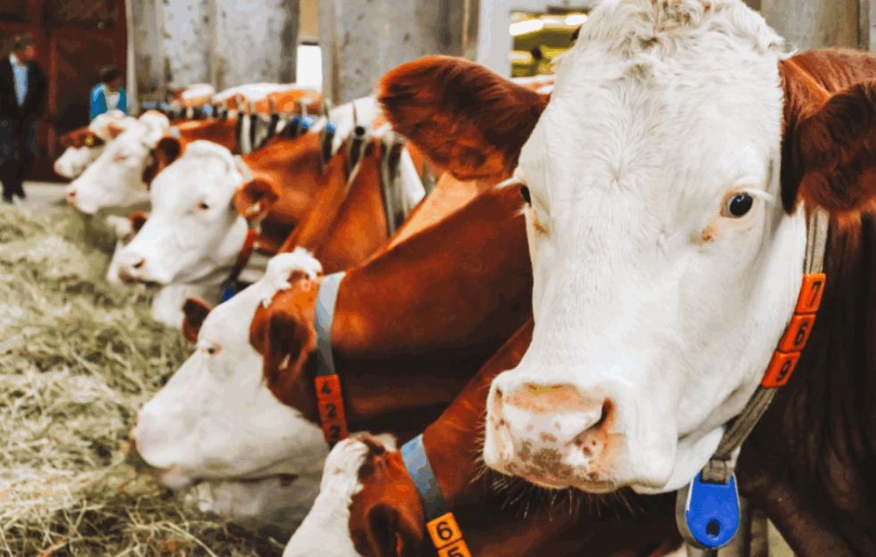 POGREŠNO SMO IH PROCENILI: Emisije metana koje proizvode krave su precenjene?